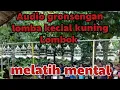 Download Lagu Audio gronsengan lomba kecialkuning Lombok||melatih mental dan menyegarkan burung||@arymkicau
