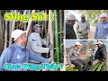 Download Lagu Công Giáp || Chưa Từng Thấy ! Của Em Sao ? Domingo Hoảng Hốt Khi Thấy Cây Tre Khổng Lồ ?