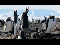 Download Lagu Antarctica eclips 2021