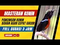 Download Lagu Masteran Konin | Pancingan Konin Bahan Agar Cepat Gacor Burung Full Durasi