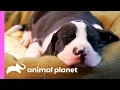 These Tiny Giants Are Looking For The Perfect Place To Nap Too Cute