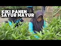 Download Lagu SINTI PANEN SAYUR MAYUR BERSAMA TEMAN-TEMAN DI PANTI