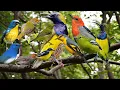 Download Lagu Suara Pikat Burung Kecil Terbaru Dijamin Dapat Banyak