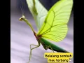 Download Lagu belalang sembah mau terbang #fyp