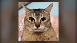 𝘾𝙍𝙔𝙎𝙏4𝙇 𝙎𝙇𝙊𝙒𝙀𝘿 𝙍𝙀𝙑𝙀𝙍𝘽 𝙏𝙄𝙆𝙏𝙊𝙆 𝙑𝙀𝙍𝙎𝙄𝙊𝙉 𝙭 𝙏𝙃𝙀 𝘽𝙀𝘼𝙎𝙏𝙎 