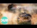 Amazing Facts and Behaviors of Alligators Our World