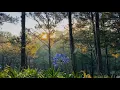 Download Lagu Buổi sáng yên bình ở Đà Lạt | Morning Relaxing Music - Piano Music for Stress Relief and Studying