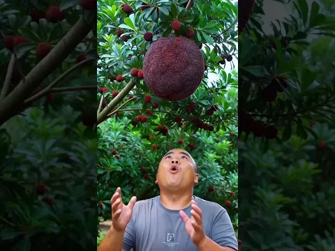 Most craziest fruits 😋🍓🍌🍓#shorts #fruit #nature