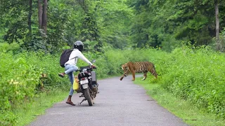 जंगल मे बाघ का हमला 😱🐯| TIGER ATTACK IN THE FOREST