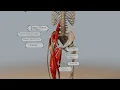 Understanding Hip Flexion Anatomy Muscles and Range of Motion