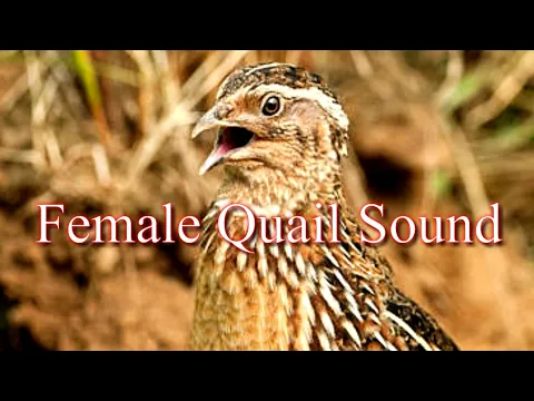 Download MP3 Female Quail sound | madi batair ki awaz | batair karkaree