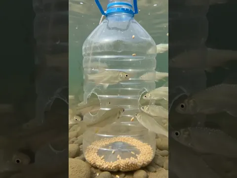 I put wheat bait into a bottle, threw it into the river, and caught a lot of fish