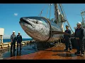 Download Lagu INSANE BLUEFIN TUNA OTORO CUT – Looks Just Like Wagyu!