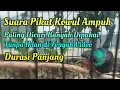 Download Lagu Suara Pikat Kolibri Wulung (Kowul) Paling Ampuh dan Terbukti || Situs Kicau