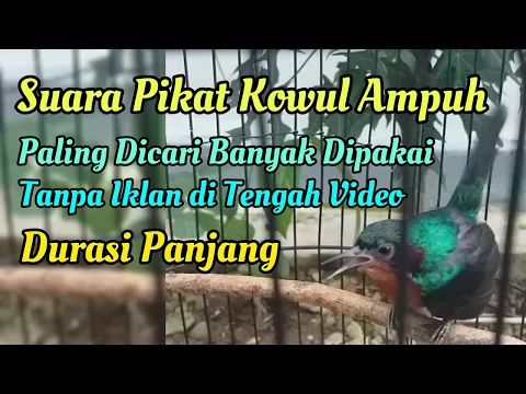 Download MP3 Suara Pikat Kolibri Wulung (Kowul) Paling Ampuh dan Terbukti || Situs Kicau
