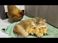 Download Lagu The hen suspects the kitten has stolen the chicks!The cat returned the chick to the hen.Funny cute🤣