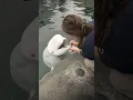 Brushing a beluga whale s teeth