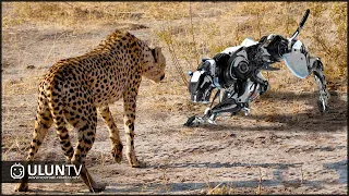 Look What Happened to Robot dog vs cheetah Face to face...!!