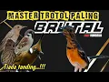 Download Lagu Tiada tanding!! Satu-satunya Masteran murai batu full isian tembakan mewah paling di cari 2025‼️