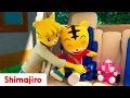 🚗🚦 Let’s Learn Traffic Rules! 🚍🎵 | Safe \u0026 Fun Songs with Shimajiro 🐯✨