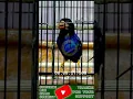 Download Lagu AUTO KONCER INCARAN JURI TEMBAKAN MEWAH CUCAK IJO \u0026 TENGKEK UDANG
