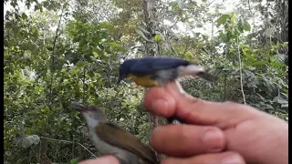 Pikat burung kecil di hutan menggunakan suara ribut
