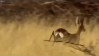 تحشيش رعد الناصري الميمر 