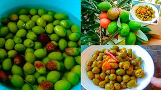 ترقيد الزيتون على الطريقة المغربية مع اسرار ونصائح للاحتفاض به مدة طويلة وبطريقة ناجحة مليون 