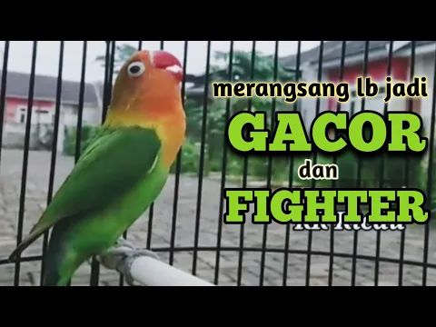 Download MP3 LB macet dan malas bunyi kembali GACOR dan FIGHTER dengan masteran suara lovebird ini