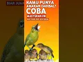 Download Lagu MASTERAN PLECI DAKUN BALI DAKBAL ANAKAN SUPAYA GACOR NEMBAK JUARA DAN LAKU MAHAL #masteranpleci