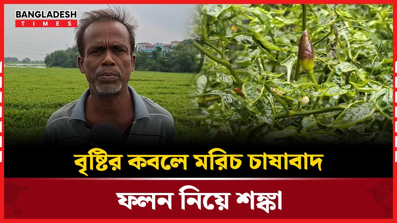 বর্ষায় কেমন আছে ধামরাইয়ের কৃষকরা?