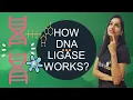 HOW DNA LIGASE WORKS Why DNA Ligase is needed