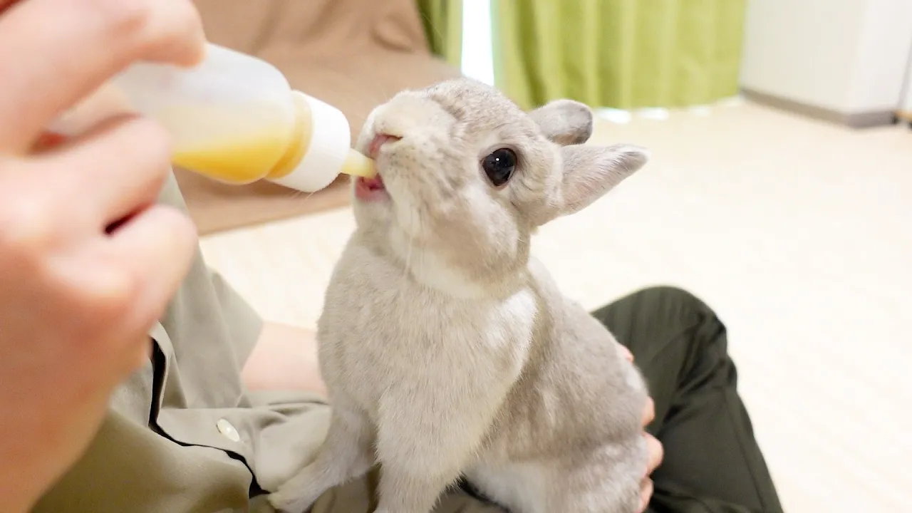 【高齢者向け】おすすめのペット集。日々の生活を豊かにする可愛い動物たち