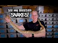 My Ball Python Breeding Plans for 2026