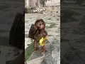 Download Lagu This baby monkey likes to carry a backpack 😂 @MonkeyPika2610