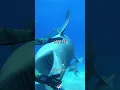 Download Lagu Shark Core.🦈🦈#shark #core #ocean #cute #diver #animals #usa #fyp