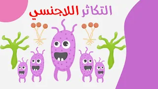 صور التكاثر اللاجنسي الصف الثالث الثانوي 2022  صور التكاثر اللاجنسي الصف الثالث الثانوي 2022