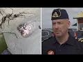 Download Lagu Hårdare tag mot smuggling i småbåtshamnar | TV4 Nyheterna | TV4 \u0026 TV4 Play