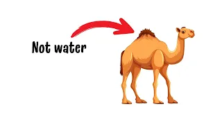 How Do Camels Survive for Days Without Water in the Desert? 🐪