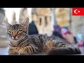 Download Lagu 黄金眼の子猫とモスク。イスタンブール猫動画【4K】