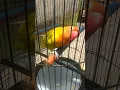 Lovebird LOVENDA , ngekek panjang gigit Ruji