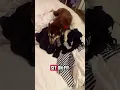 Download Lagu @waylonthehusky Does your #dog do this? 🤣 Download Lagu @waylonthehusky Does your #dog do this? 🤣