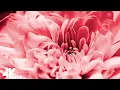 Download Lagu Breathtaking Colors of Nature in 4K II 🌹🌷 Beautiful Flowers - Sleep Relax UHD TV Screensaver