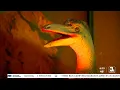 Jurassic Quest dinosaur show roars into Omaha for the weekend