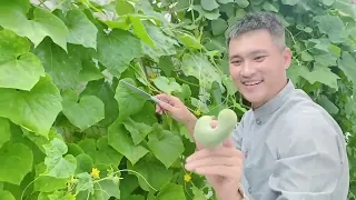 Công Vinh cắt dưa gan, dưa leo đầu đỏ trong vườn nhà
