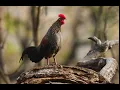 Download Lagu Panggilan Ayam Hutan Abu-abu