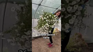 Кому потрібно пишіть квіти насінняквітів сад 