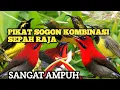 Download Lagu Pikat sogon ampuh kombinasi sepah raja😱‼️cobain deh pasti ngumpul‼️
