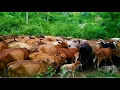 Download Lagu Kumpulan Suara sapi Lembu jinak-Suara sapi moo,Suara sapi mengiringi ke Kandang peternakan