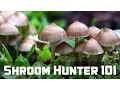 ShroomHunter 101 Identify Wild Magic Mushrooms Psilocybin